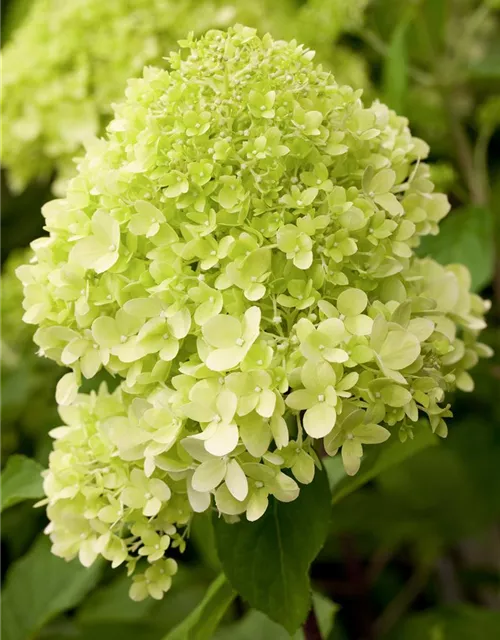 Hydrangea paniculata 'Limelight'(S)