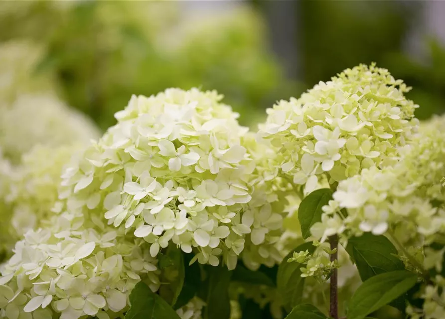 Hydrangea paniculata 'Limelight'(S)