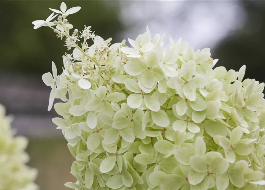 Hydrangea paniculata 'Limelight'(S)