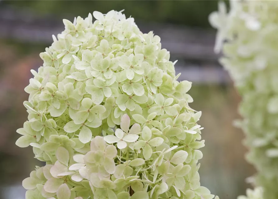 Hydrangea paniculata 'Limelight'(S)