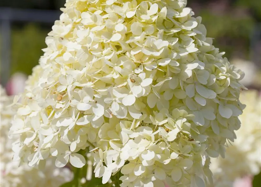 Hydrangea paniculata 'Limelight'(S)