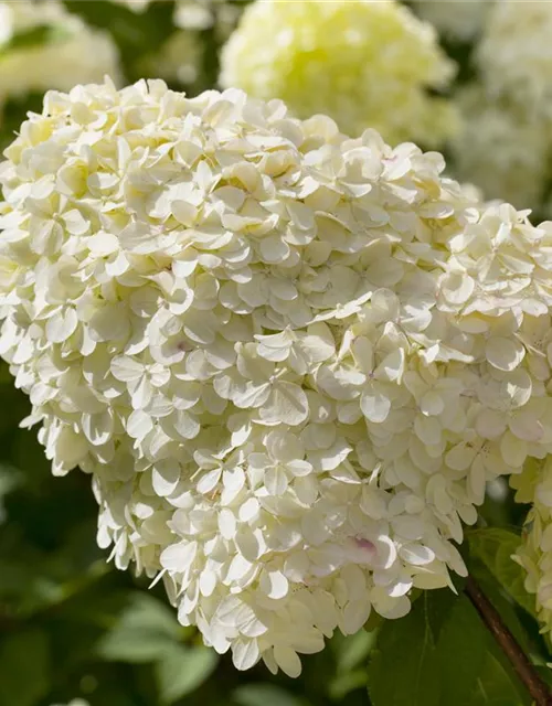 Hydrangea paniculata 'Limelight'(S)