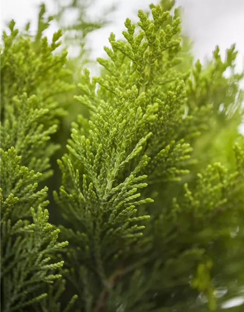 Chamaecyparis lawsoniana 'Minima Aurea'