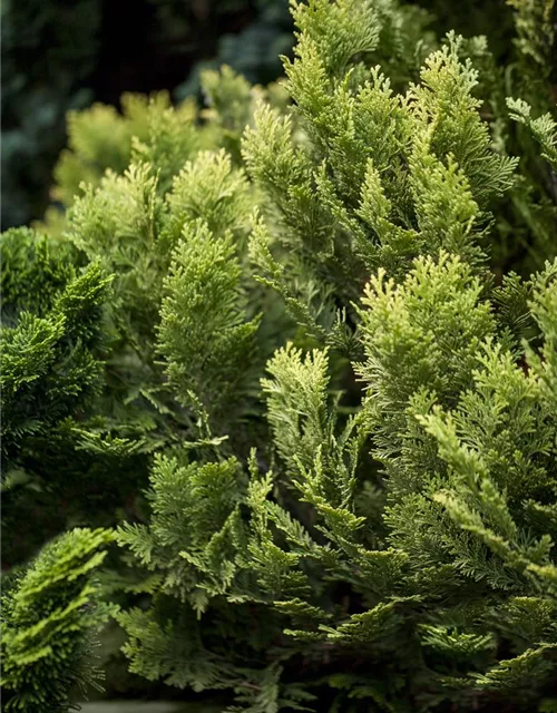 Chamaecyparis lawsoniana 'Minima Aurea'