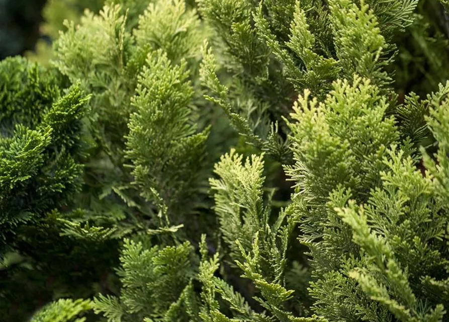 Chamaecyparis lawsoniana 'Minima Aurea'