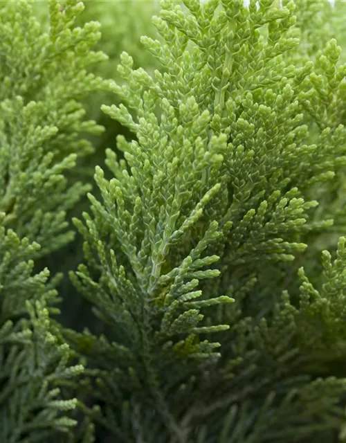 Chamaecyparis lawsoniana 'Minima Aurea'