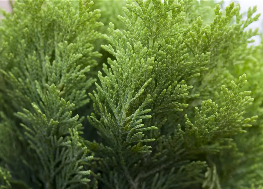 Chamaecyparis lawsoniana 'Minima Aurea'