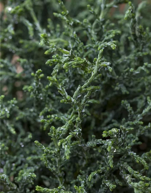 Hinoki-Scheinzypresse 'Lycopodioides'