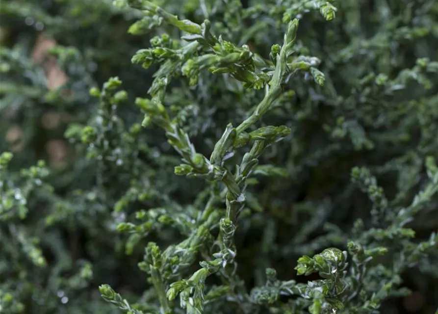 Hinoki-Scheinzypresse 'Lycopodioides'