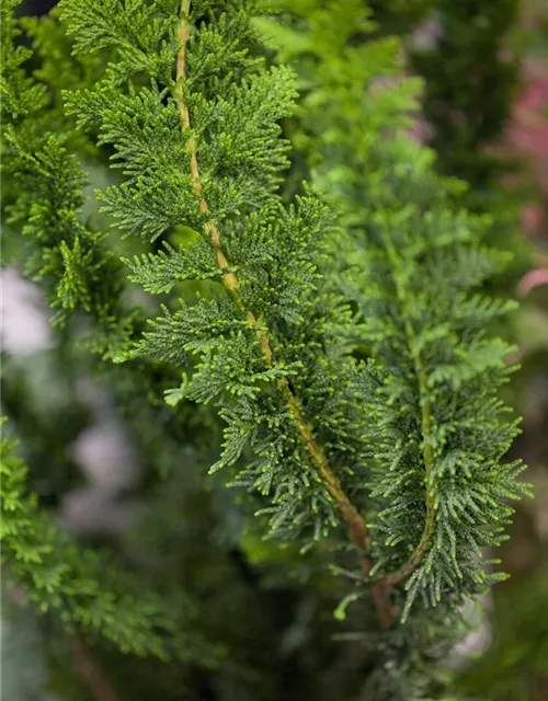 Chamaecyparis obtusa 'Teddy Bear'