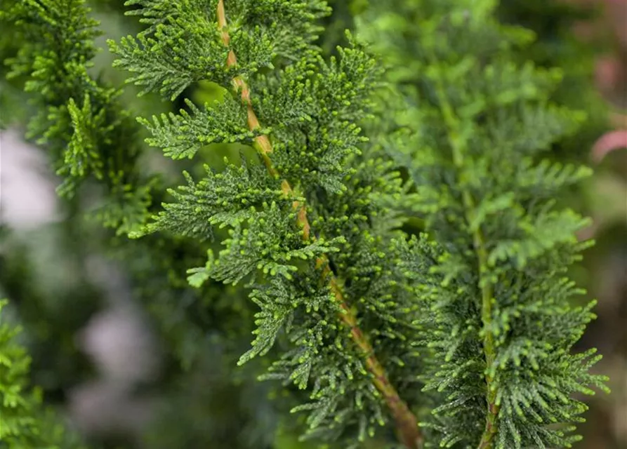 Chamaecyparis obtusa 'Teddy Bear'