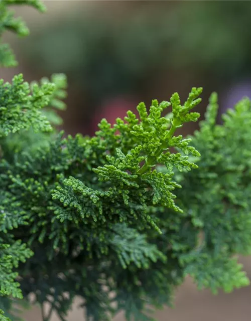 Chamaecyparis obtusa 'Teddy Bear'