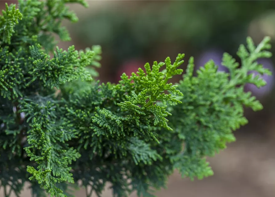 Chamaecyparis obtusa 'Teddy Bear'