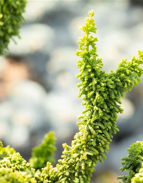 Chamaecyparis obtusa 'Teddy Bear'