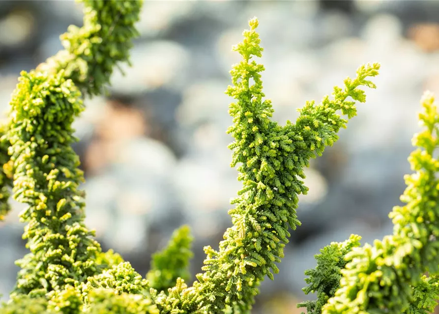 Chamaecyparis obtusa 'Teddy Bear'