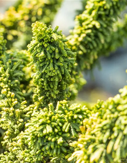 Chamaecyparis obtusa 'Teddy Bear'