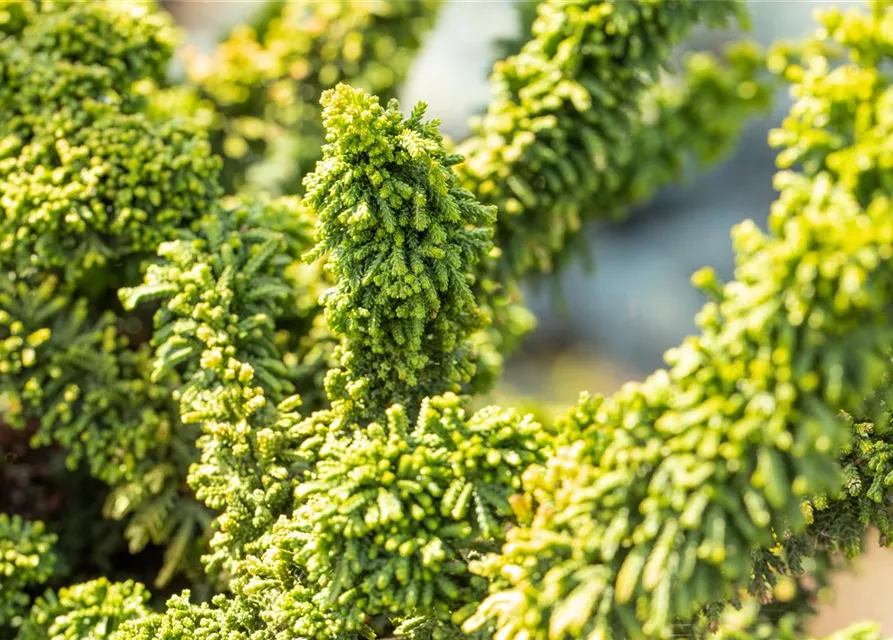 Chamaecyparis obtusa 'Teddy Bear'