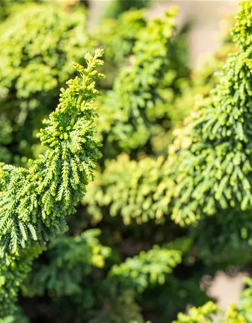 Chamaecyparis obtusa 'Teddy Bear'