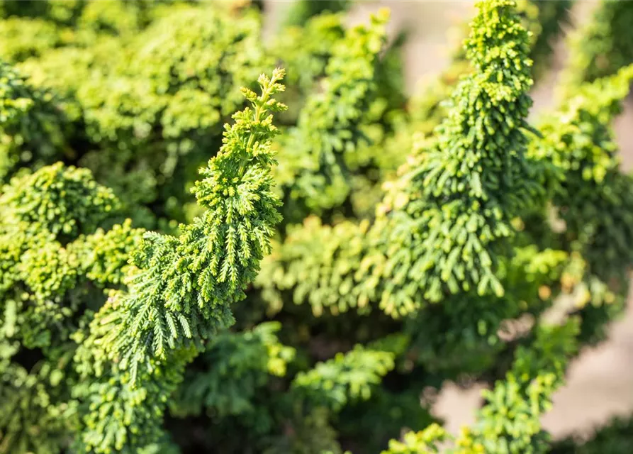 Chamaecyparis obtusa 'Teddy Bear'