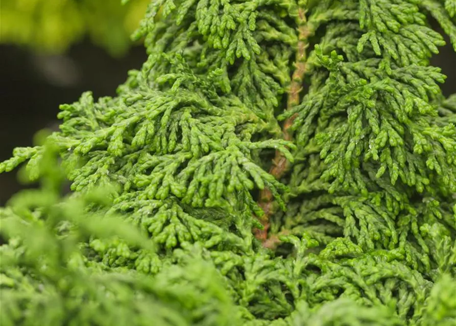 Chamaecyparis obtusa 'Maureen'