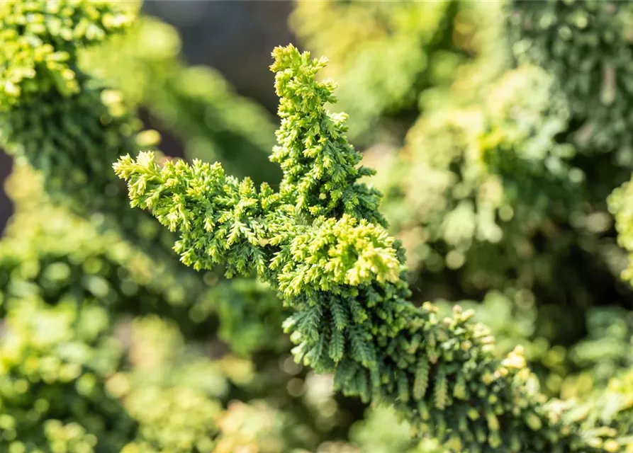 Chamaecyparis obtusa 'Teddy Bear'