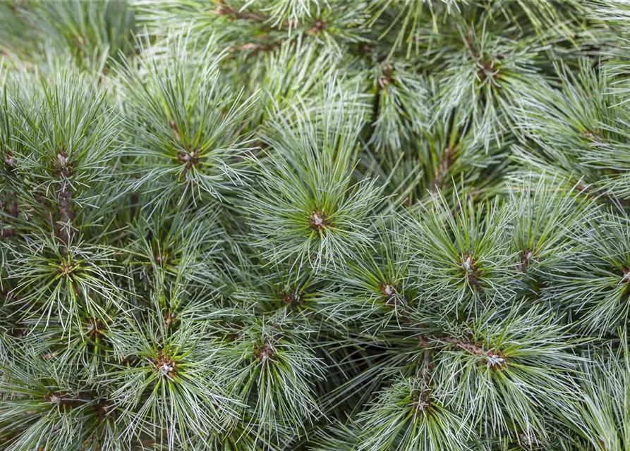 R Pinus strobus 'Bergmans Mini'