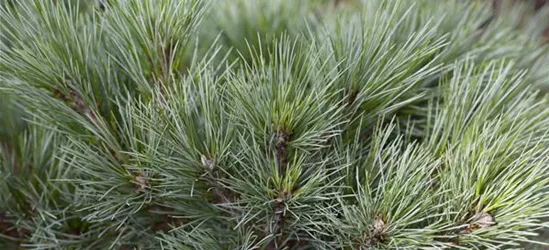 R Pinus strobus 'Blue Shag'