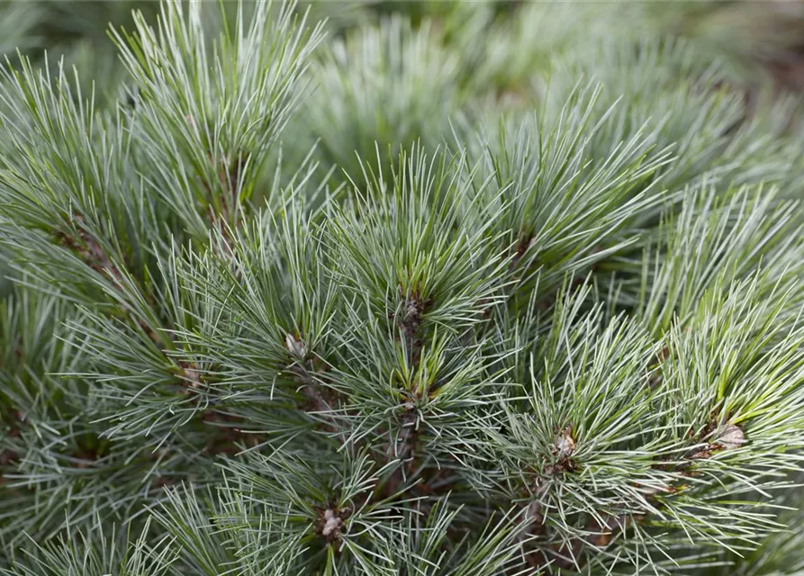 R Pinus strobus 'Blue Shag'