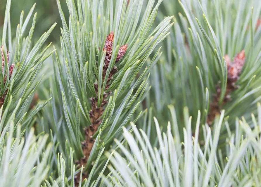 R Pinus sylvestris 'Martham'