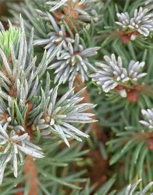 Picea glauca 'Sander's Blue'