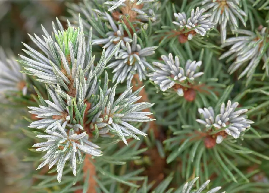 Picea glauca 'Sander's Blue'