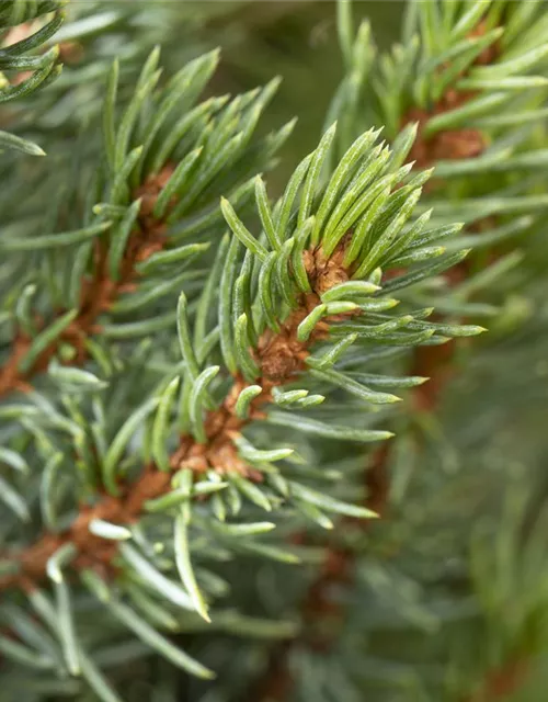 Picea glauca 'Sander's Blue'