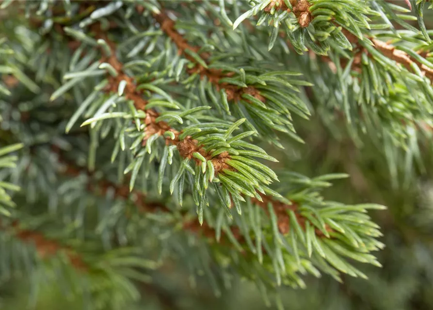 Picea glauca 'Sander's Blue'