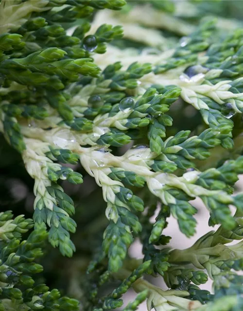 Chamaecyparis lawsoniana 'Sunkist'