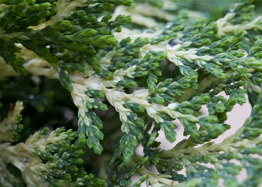 Chamaecyparis lawsoniana 'Sunkist'