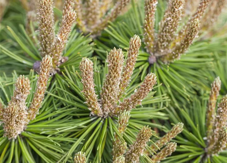 Pinus mugo 'Klostergrün'