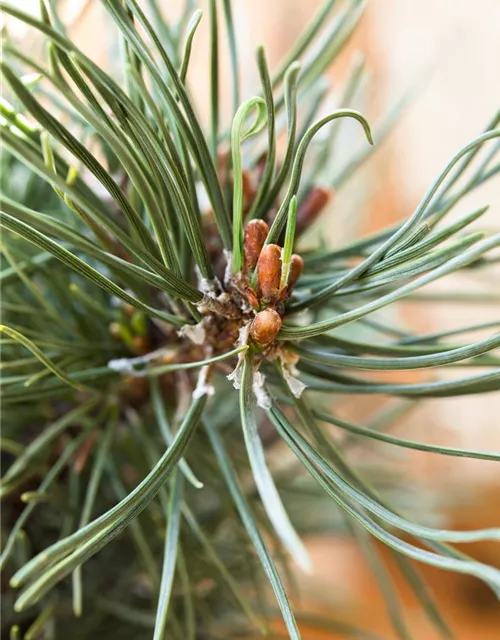 Pinus mugo 'Klostergrün'