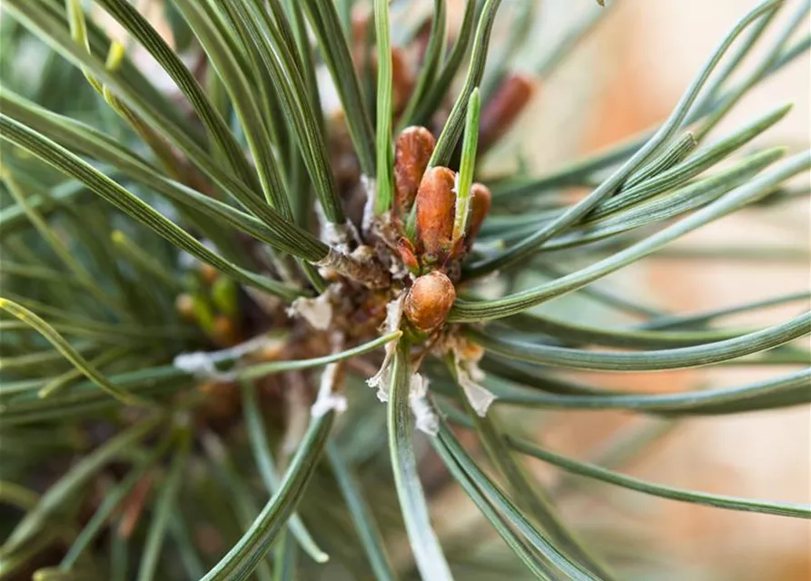 Pinus mugo 'Klostergrün'