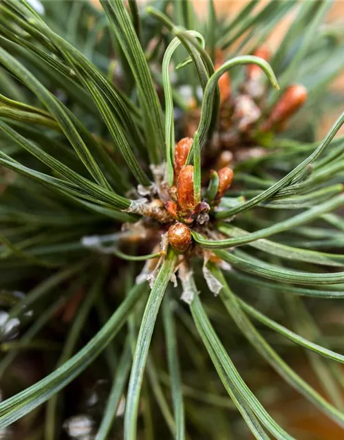 Pinus mugo 'Klostergrün'