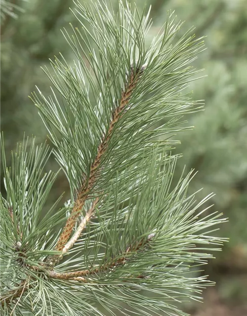 Pinus strobus 'Rheinhaus'