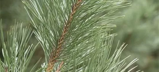 Pinus strobus 'Rheinhaus'