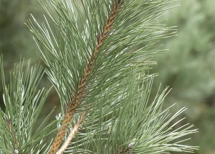 Pinus strobus 'Rheinhaus'