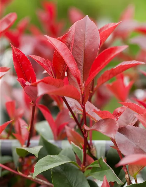 Photinia fraseri 'Devils Dream'®