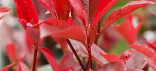 Photinia fraseri 'Devils Dream'®