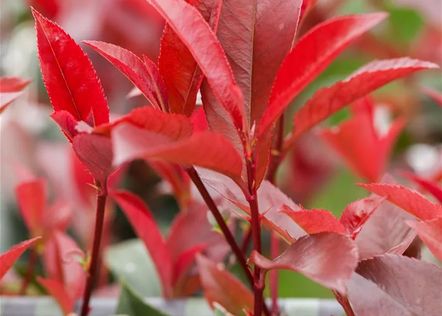 Photinia fraseri 'Devils Dream'®