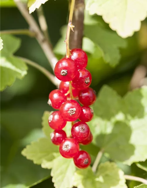 Ribes rubrum 'Jonkheer van Tets' CAC