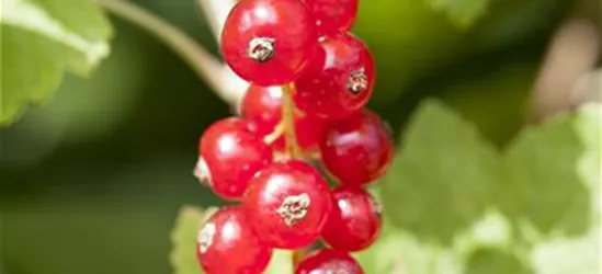 Ribes rubrum 'Jonkheer van Tets' CAC