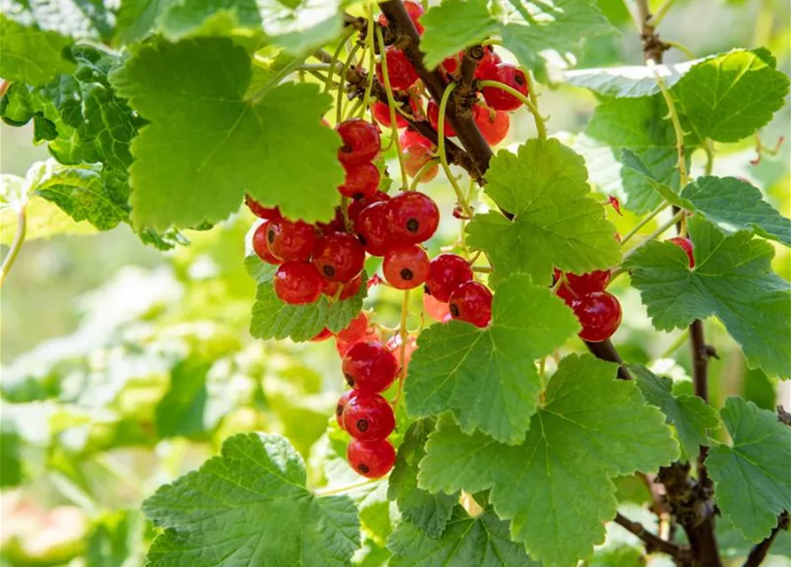 Ribes rubrum 'Jonkheer van Tets' CAC