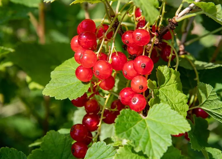 Ribes rubrum 'Jonkheer van Tets' CAC