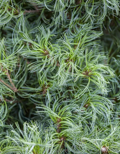 R Pinus strobus 'Tiny Curls'